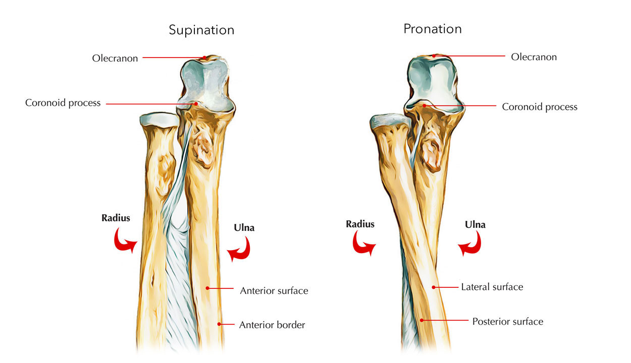 Ulna - Upper End