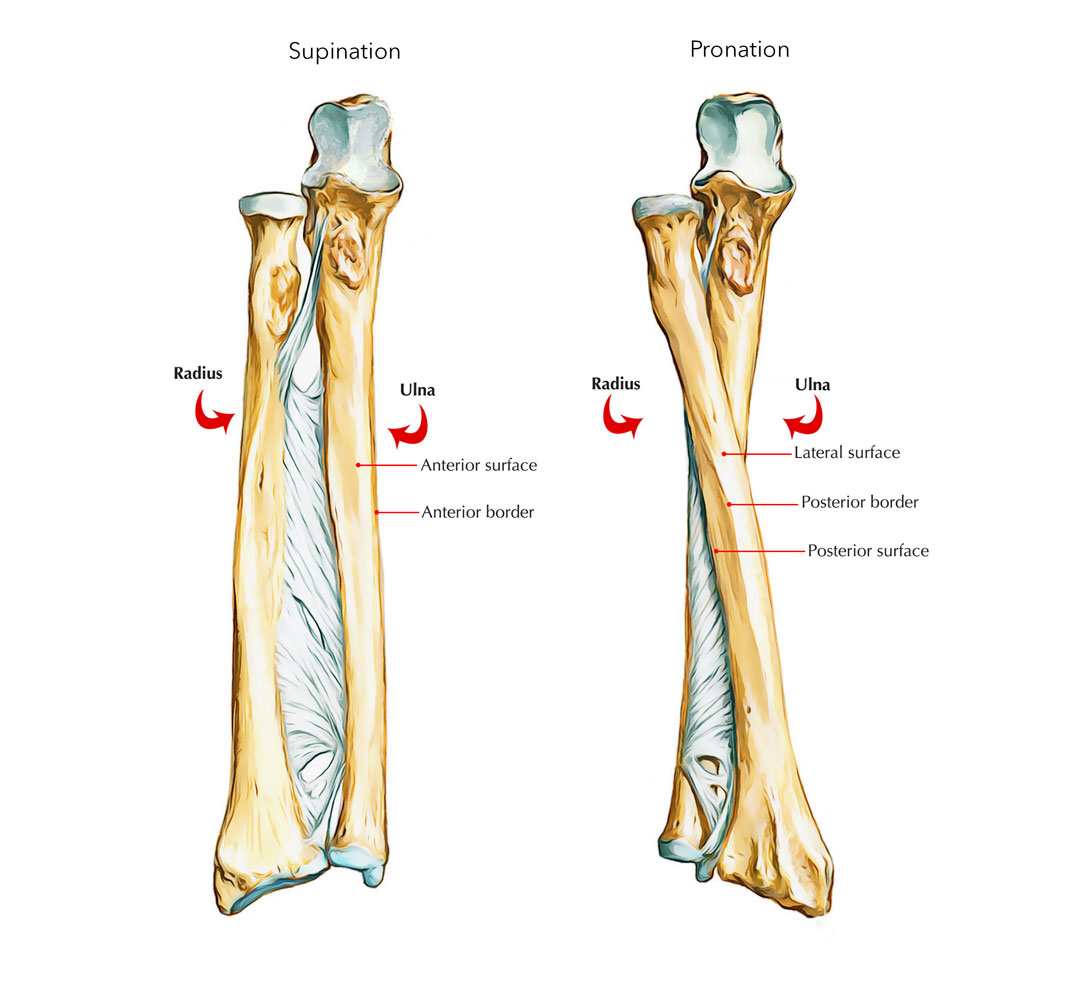 Shaft of Ulna