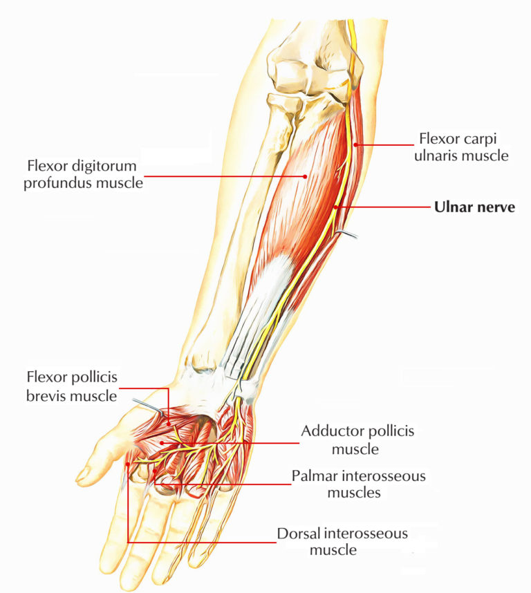 Ulnar Nerve Anatomy โ Earth