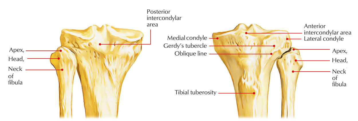 Upper End of Tibia 