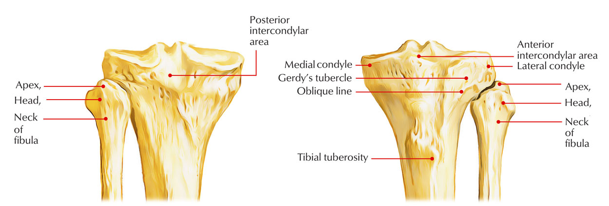 Upper End of Fibula