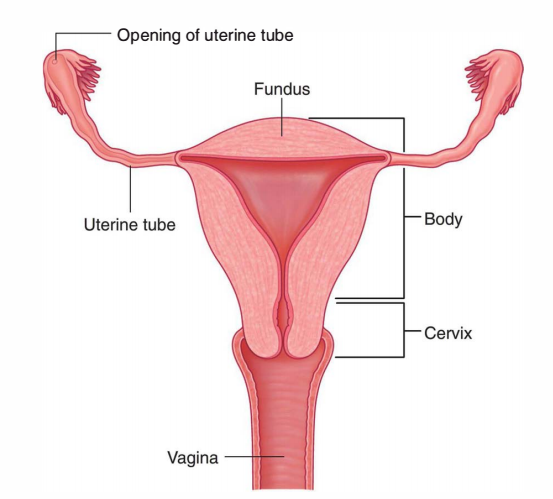 Uterine Tubes