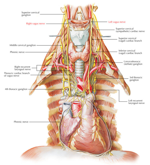 Easy Notes On 【Vagus Nerve】Learn in Just 4 Minutes! – Earth's Lab