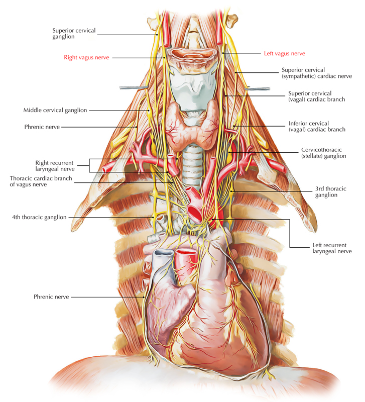 Vagal Nerve Vagus Nerve Diagram Vagal Nerve Vagus Nerve Diagram