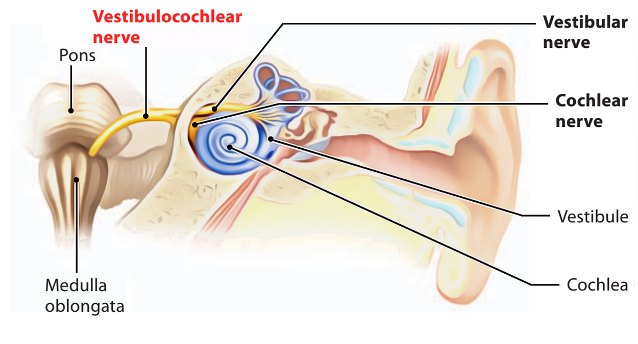 Cranial Nerve: Vestibulocochlear Nerve