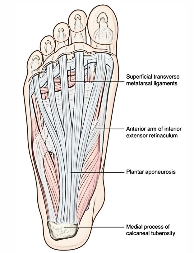 Plantar Aponeurosis [Plantar Fascia] Earth's Lab