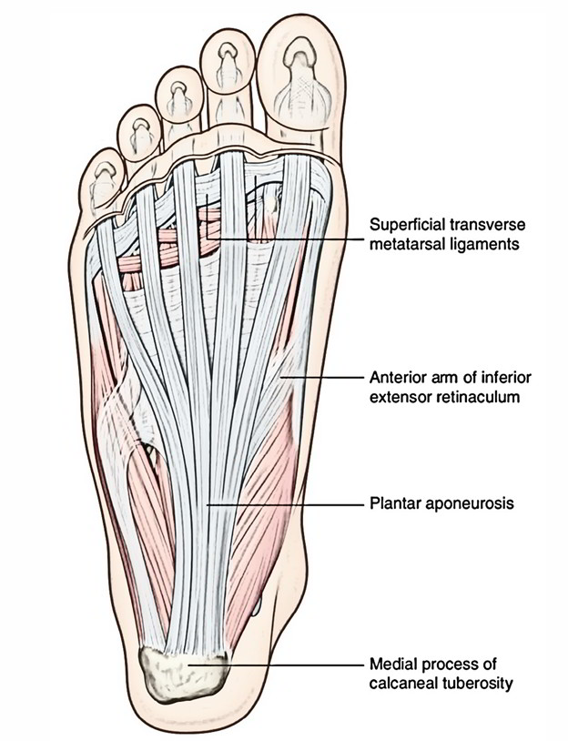 Easy Notes On 【Plantar Aponeurosis (Fascia)】Learn in Just 3 Minutes