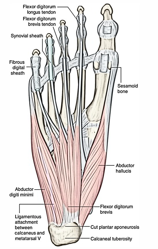 Sesamoid Bone Diagram