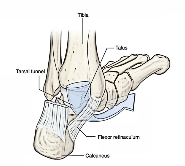 Easy Notes On 【Flexor Retinaculum (Foot)】Learn in Just 3 Minutes