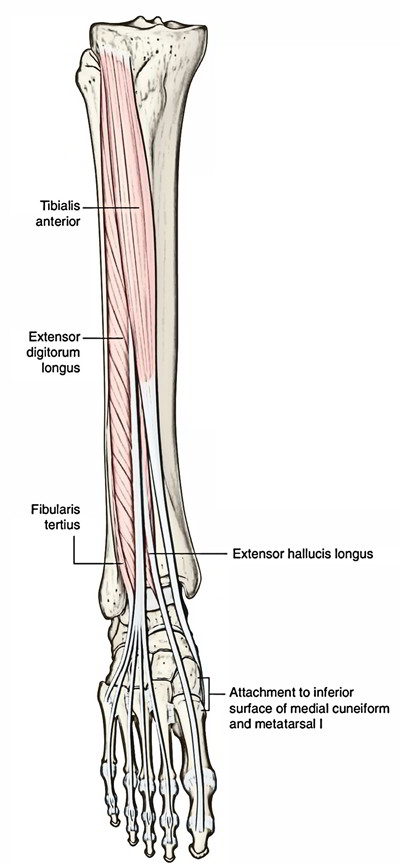 Easy Notes On 【Tibialis Anterior】Learn in Just 4 Minutes! – Earth's Lab