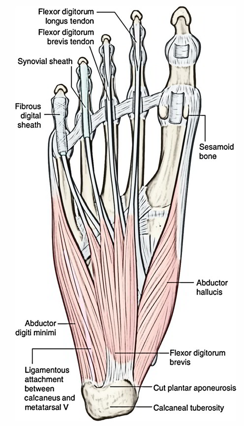Easy Notes On 【Abductor Hallucis】Learn in Just 4 Minutes!