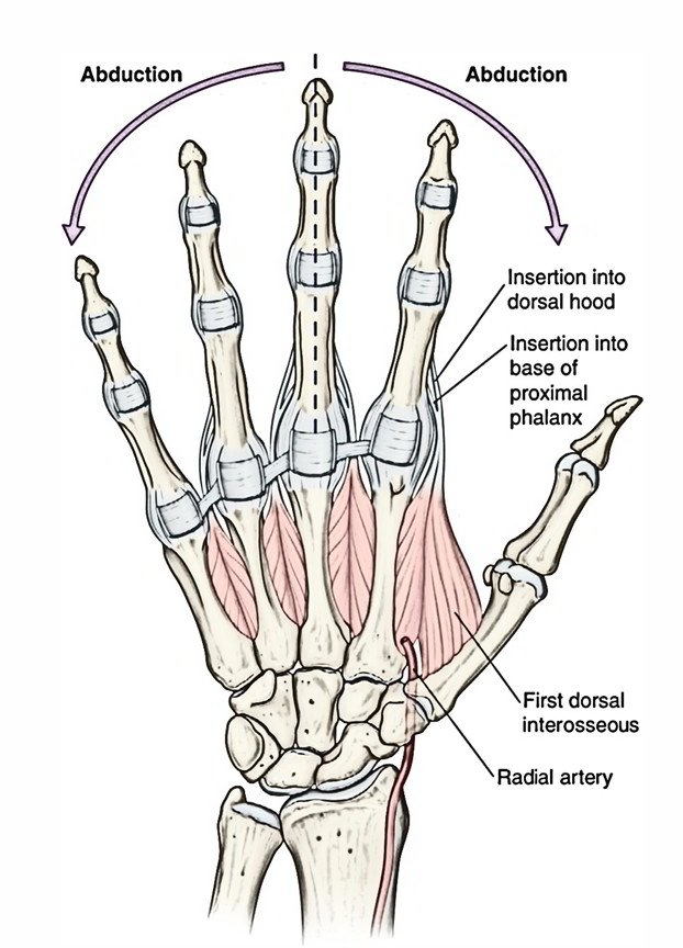 Dorsal Interossei (Hand and Foot) | Earth's Lab