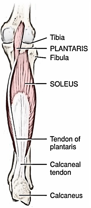 Easy Notes On 【Plantaris Muscle】Learn in Just 4 Minutes! – Earth's Lab