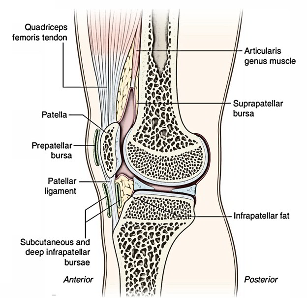 Easy Notes On 【Inrapatellar Bursae】Learn in Just 3 Minutes! – Earth's Lab