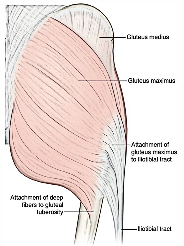 Gluteus Maximus Earths Lab