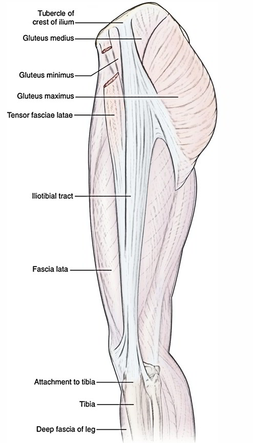 Easy Notes On 【Gluteus Minimus】Learn in Just 3 Minutes! – Earth's Lab