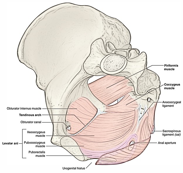 Visual Anatomy 視覚解剖学