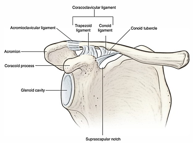 Coracoclavicular Ligament &#8211; Earth's Lab