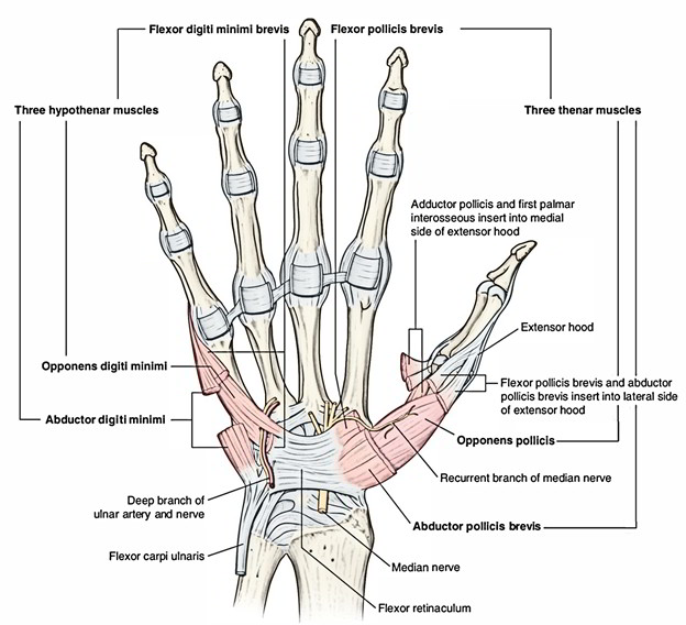 Flexor Retinaculum (Hand) – Earth's Lab