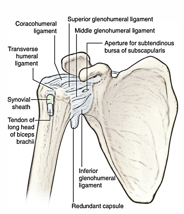 Coracohumeral Ligament Origin, Insertion, Functions and Actions
