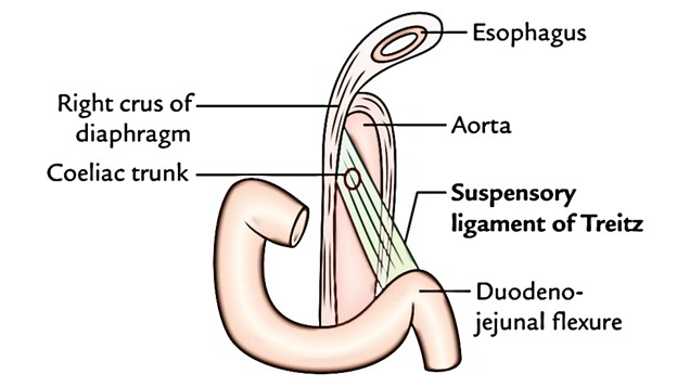 Ligament of Treitz