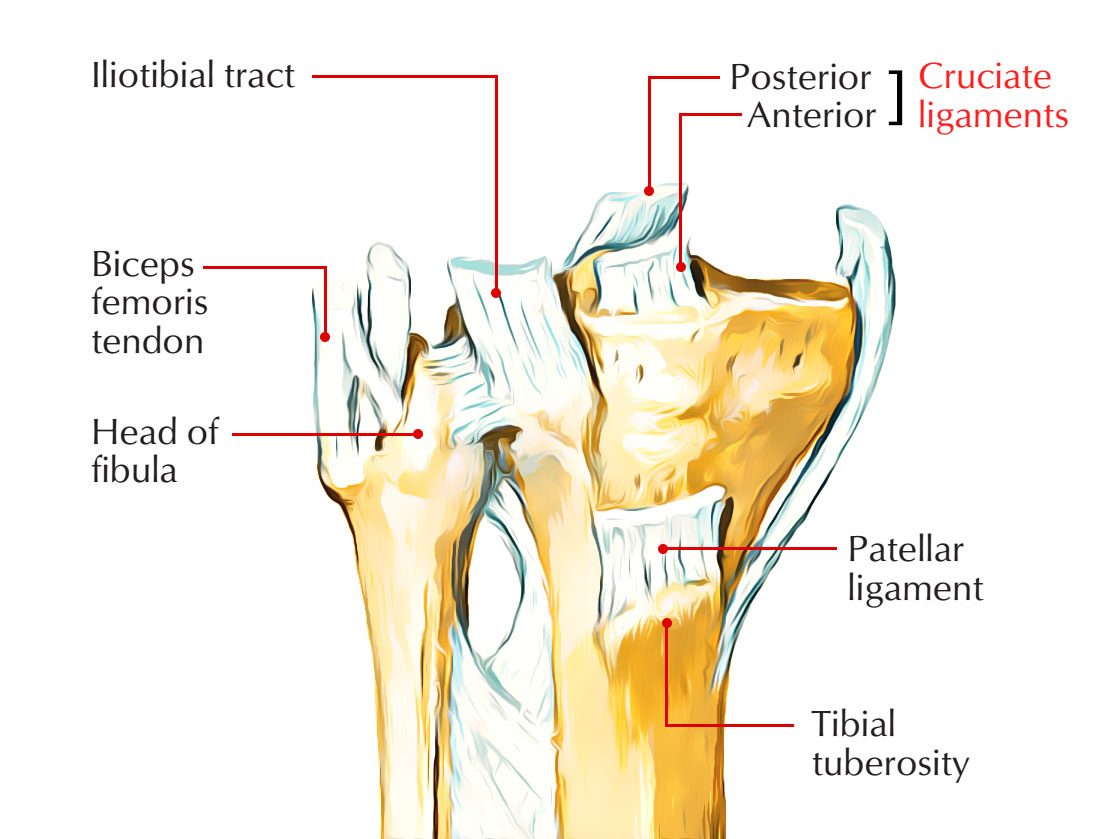 Cruciate Ligaments 