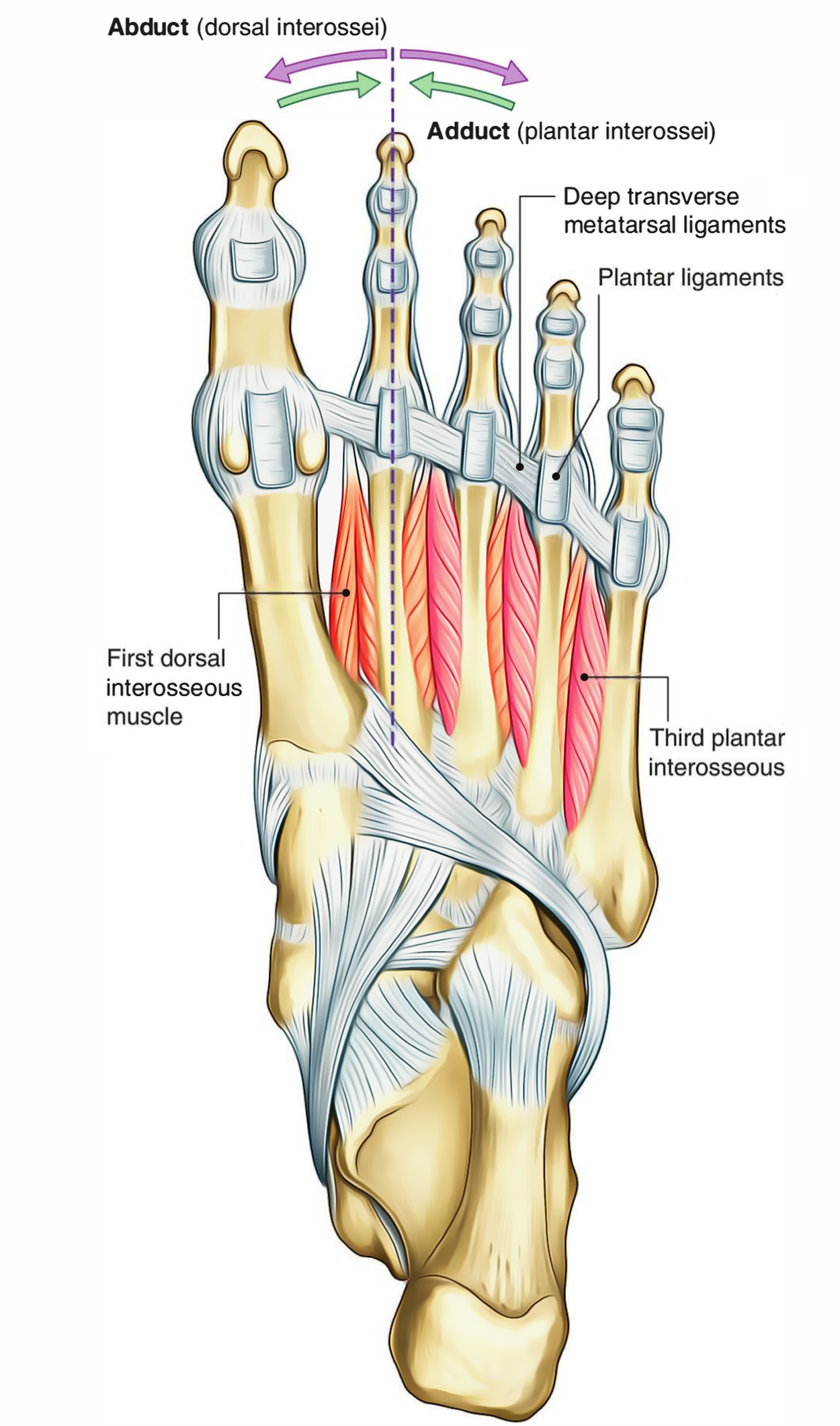 Dorsal Interossei (Foot)