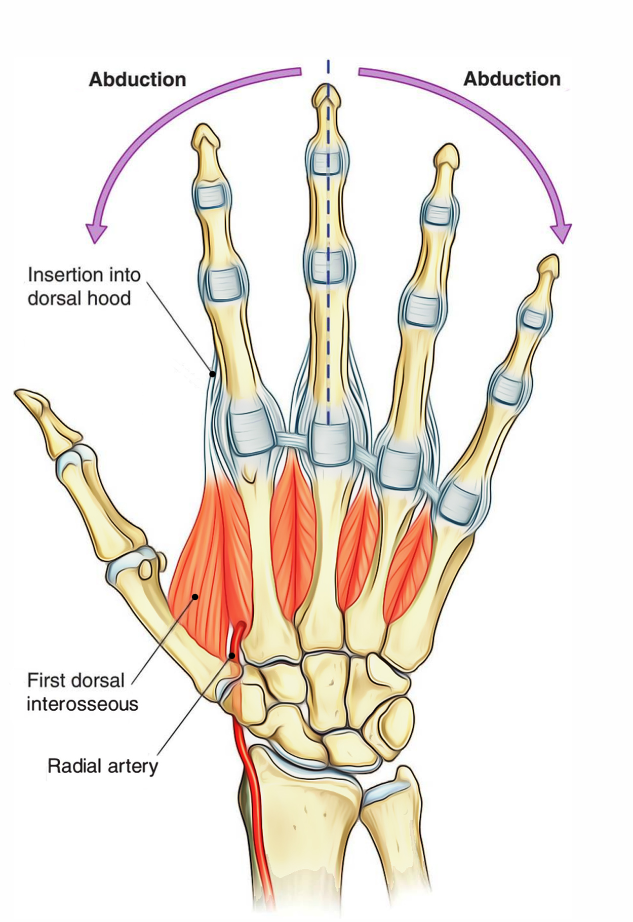 Dorsal Interossei (Hand)