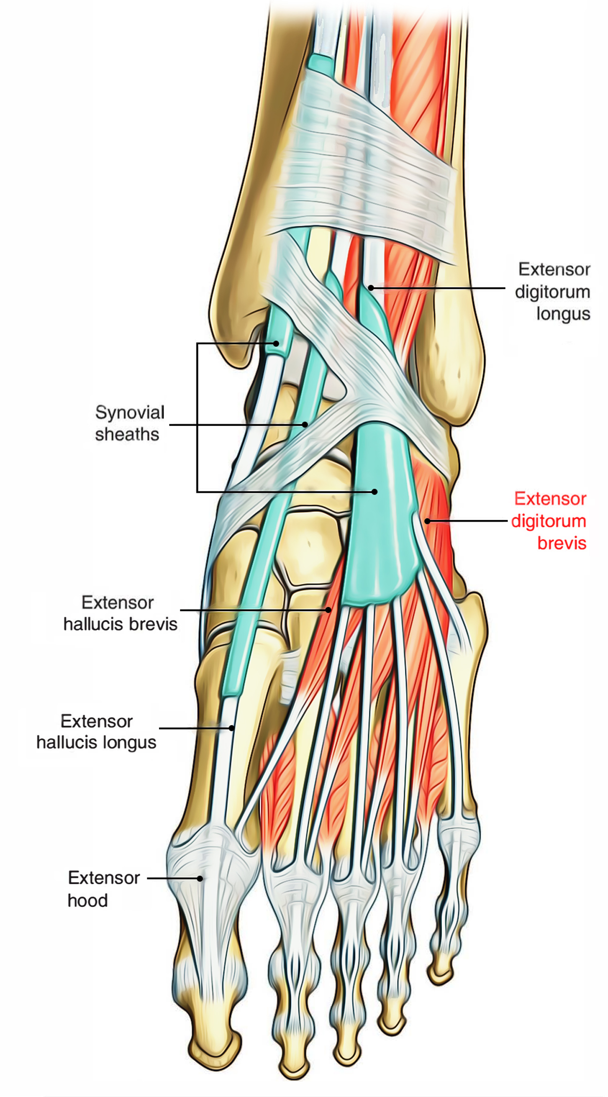 Extensor Digitorum Brevis