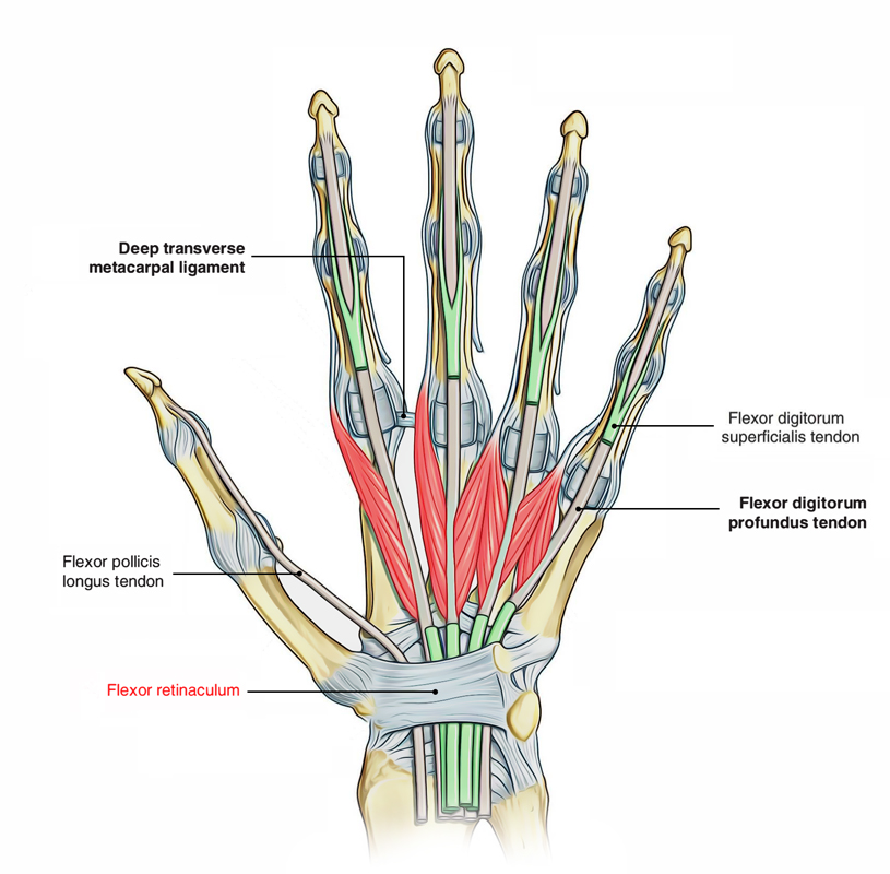 Flexor Retinaculum