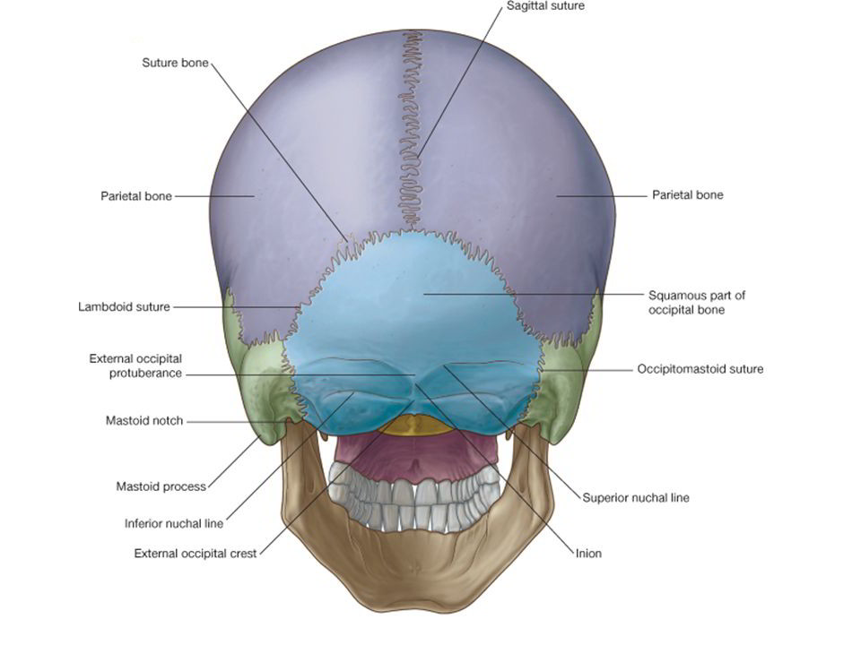 Occipital Bone Anatomy Geography Of The Skull