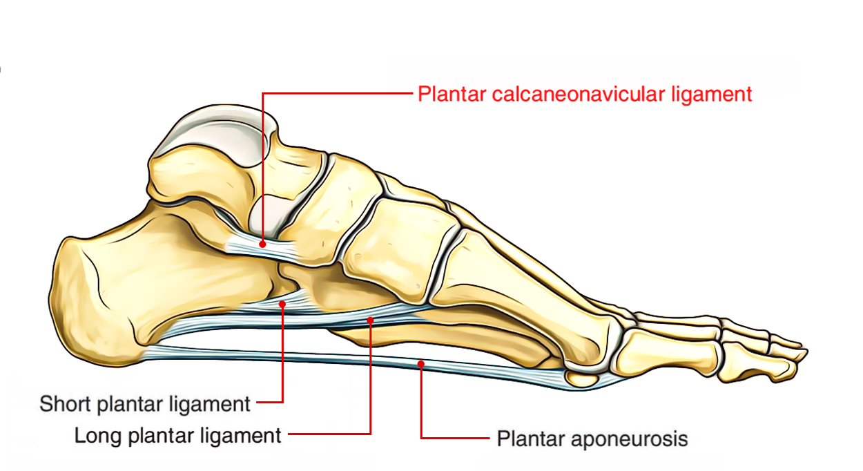 Helppoja Muistiinpanoja Plantar Calcaneonavicular Ligament Earth s 