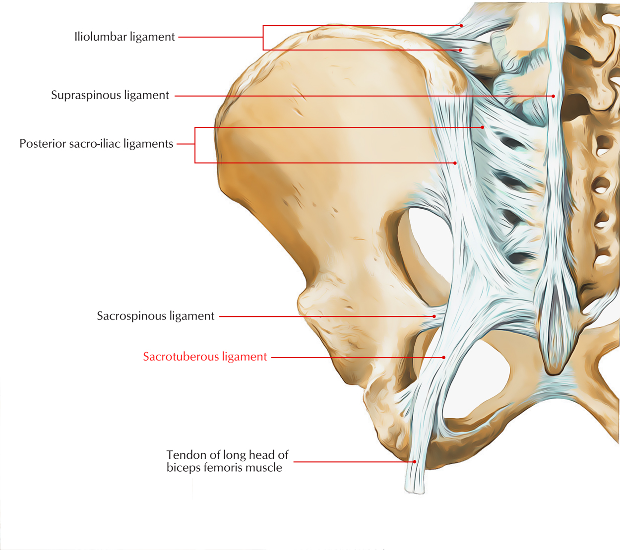 Sacrotuberous Ligament