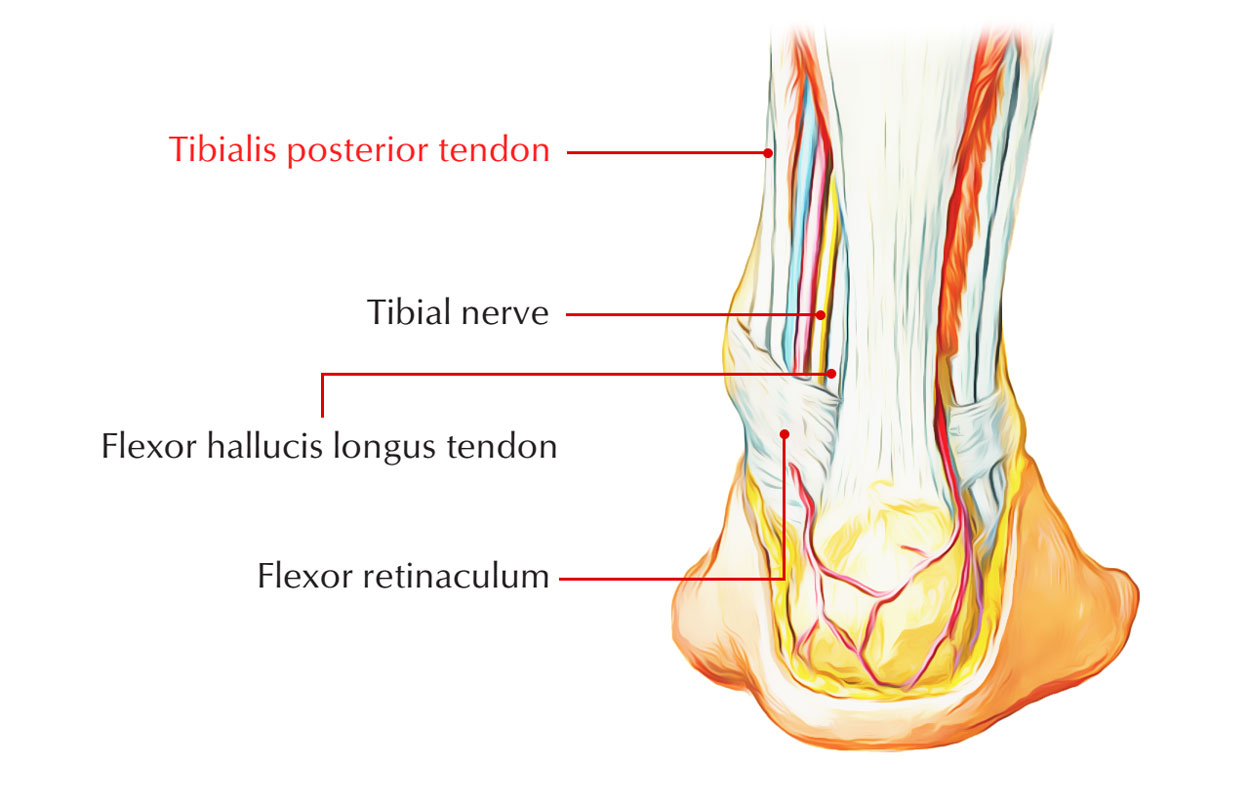 Tibialis Posterior Tendon