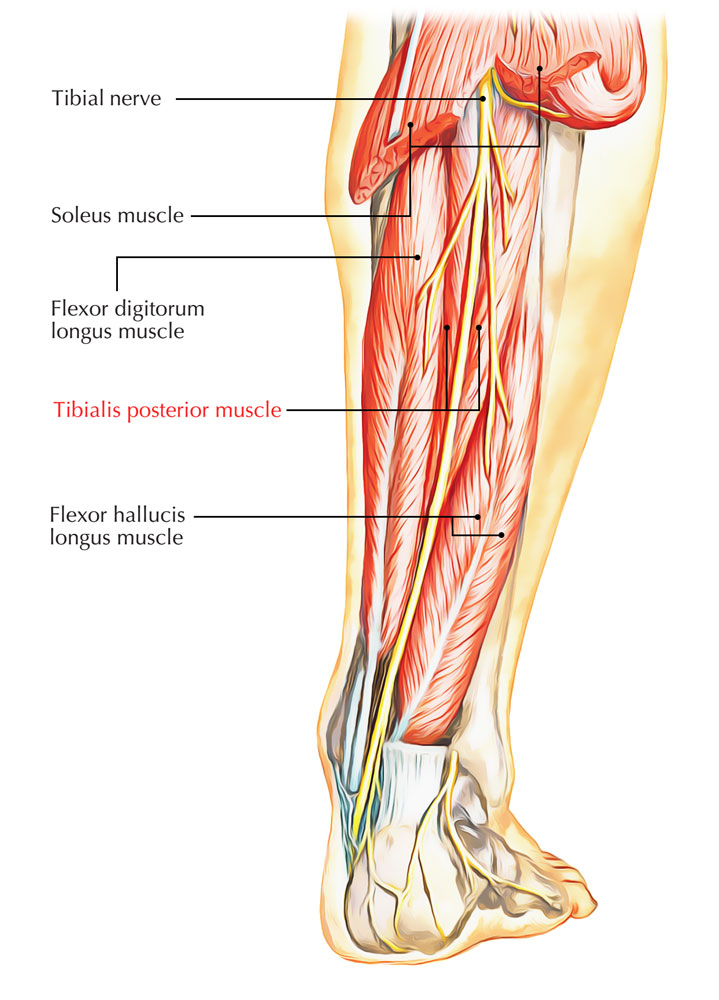 Tibialis Posterior