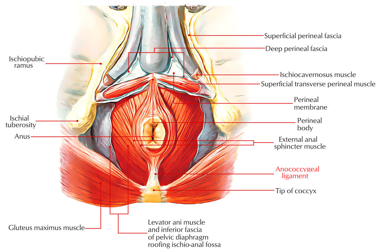 Annococcygeal Ligament