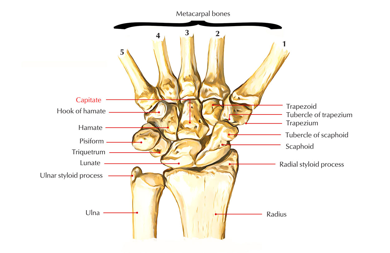 Capitate Bone