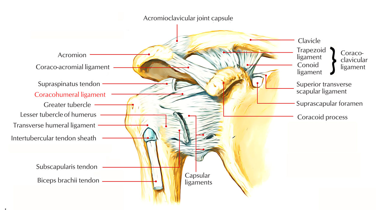 Coracohumeral Ligament