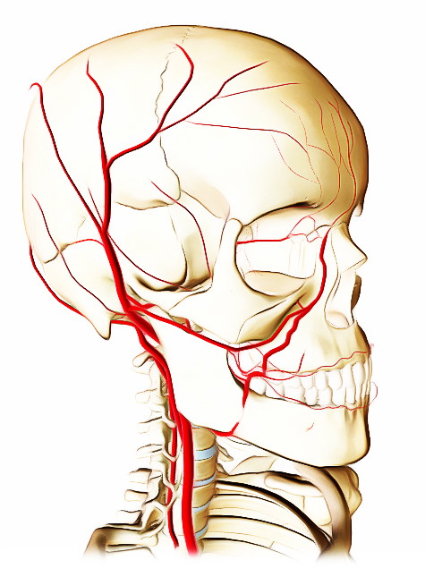 arteries of the face