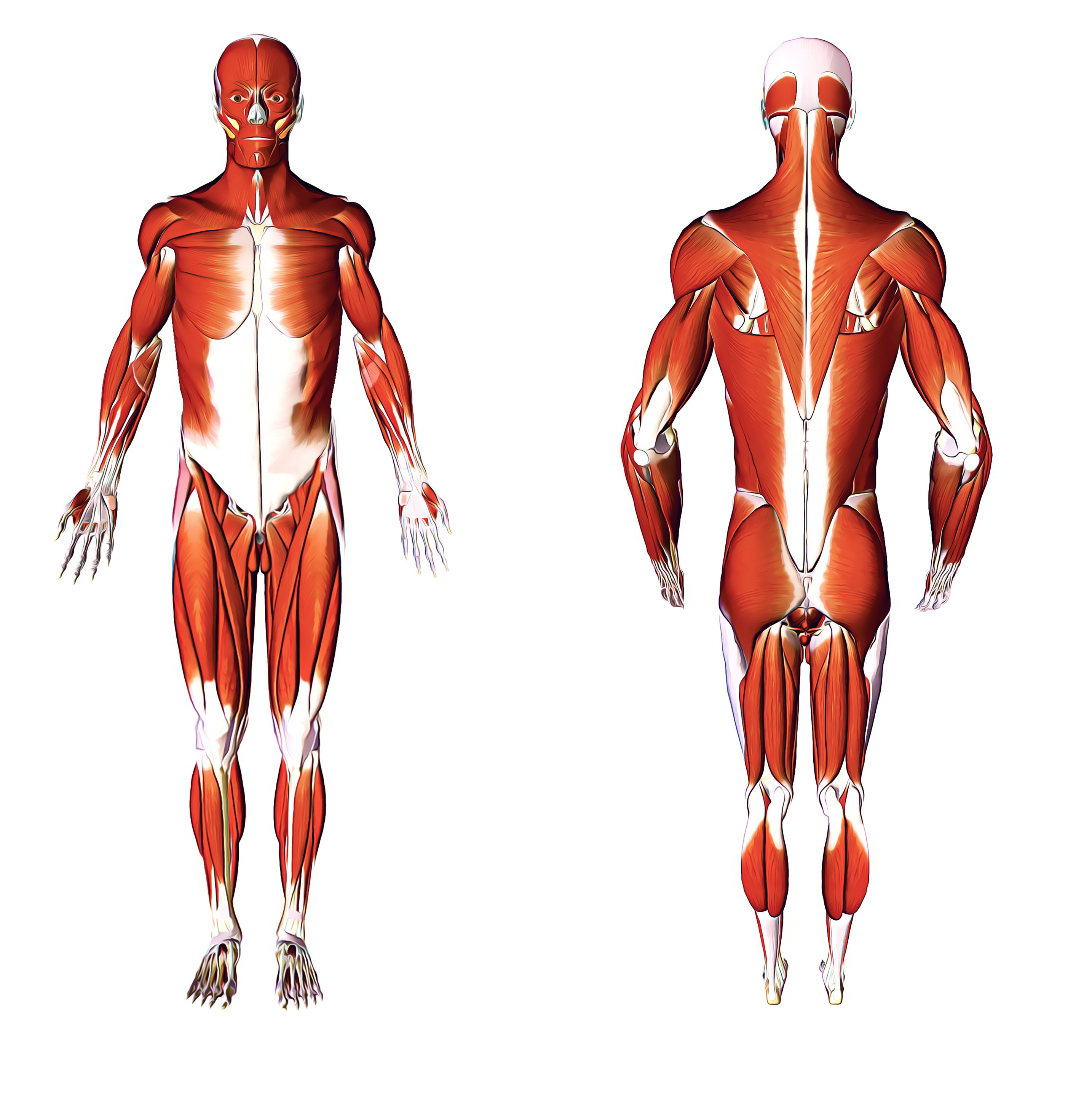 Muscle Diagram Human Body Detailed Images - How To Guide 