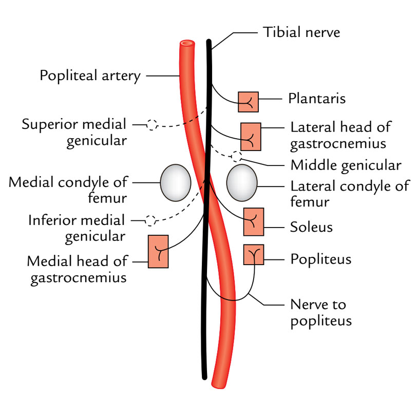 Nerve Supply of Gastrocnemius