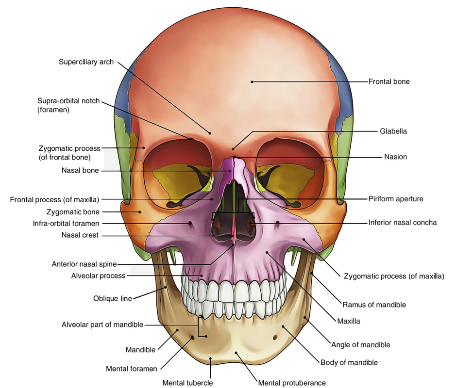 Norma Frontalis