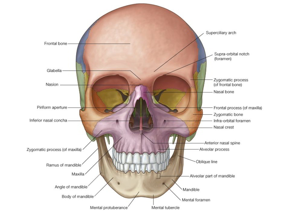 Easy Notes On 【Norma Frontalis】Learn in Just 4 Minutes!