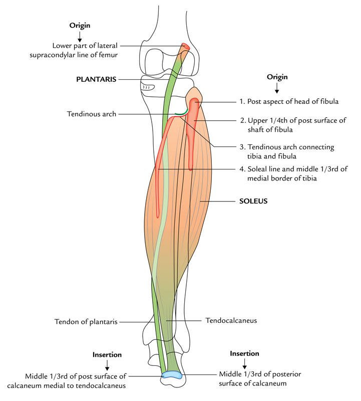 Origin and Insertion of Gastrocnemius