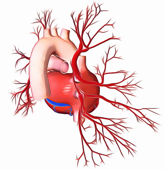 pulmonary veins