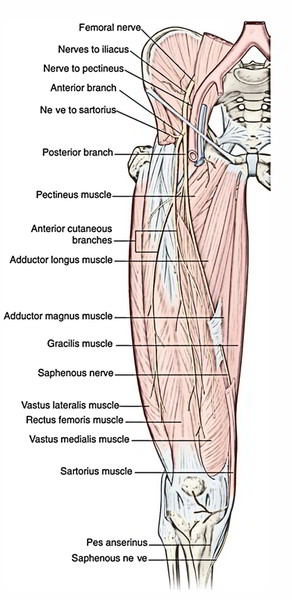 Easy Notes On 【Saphenous Nerve】Learn in Just 4 Minutes! – Earth's Lab