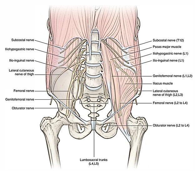 Easy Notes On 【Genitofemoral Nerve】Learn in Just 4 Minutes! – Earth's Lab