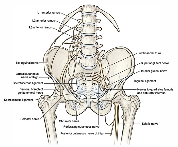 Anatomy Abdomen And Pelvis Inferior Gluteal Nerve Art - vrogue.co