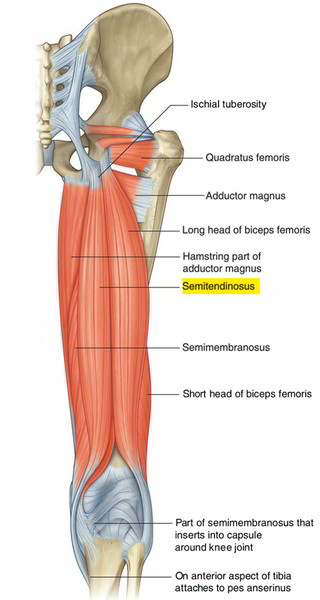 Semitendinosus Muscle