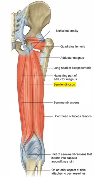 Easy Notes On 【Semitendinosus】Learn in Just 4 Minutes! – Earth's Lab